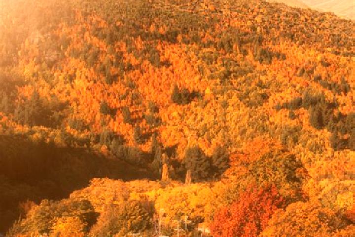 Aurora, 37 — Escort in Arrowtown, New Zealand