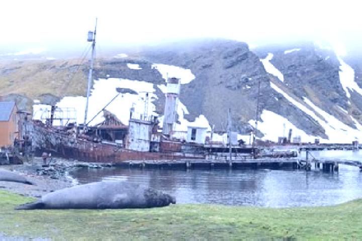 Aurora, 38 — Escort in Grytviken, South Georgia