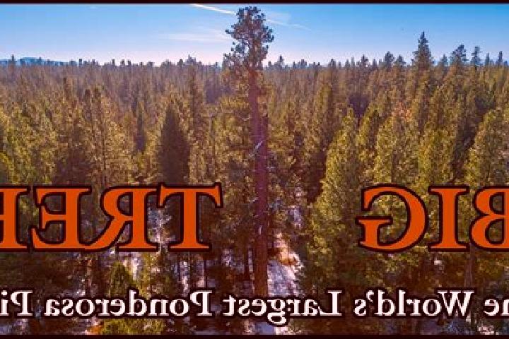 Aurora, 38 — Escort in Ponderosa Pine, United States