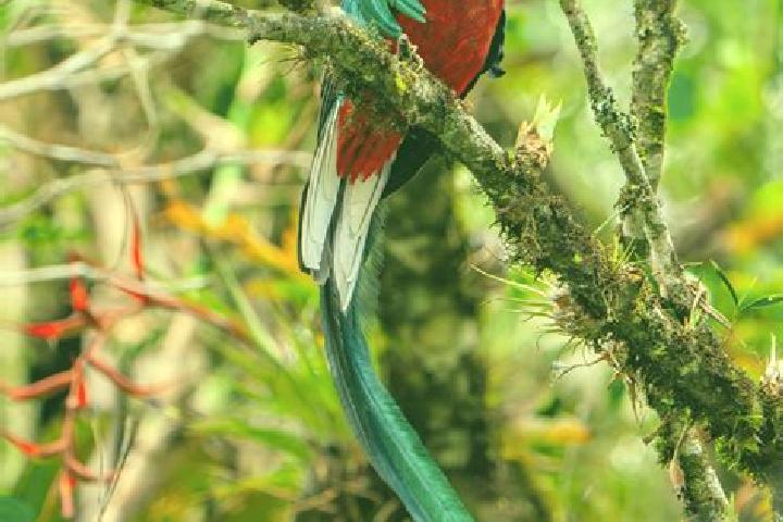 Aurora, 38 — Escort in Quetzal Edzna, Mexico
