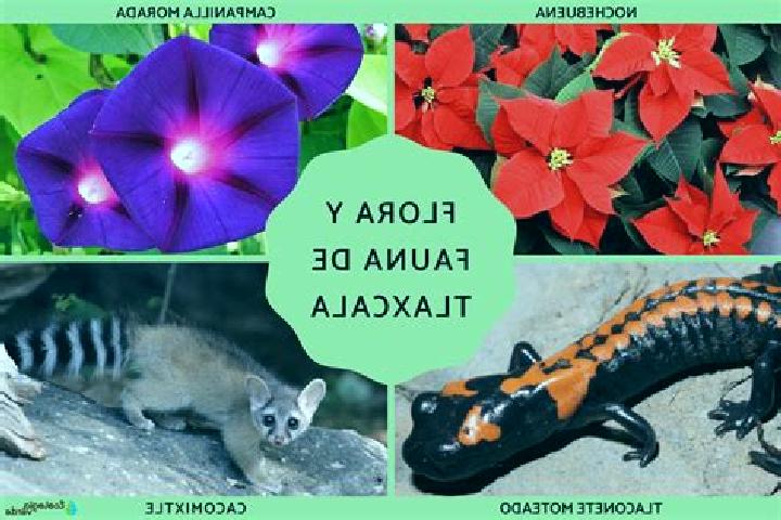 Ava, 20 — Escort in San Lucas Tecopilco, Mexico