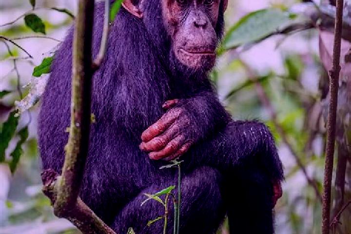 Ava, 22 — Escort in Kibale, Uganda