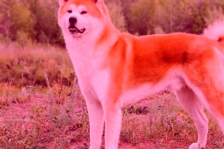 Ava, 27 — Escort in Kita-Akita, Japan