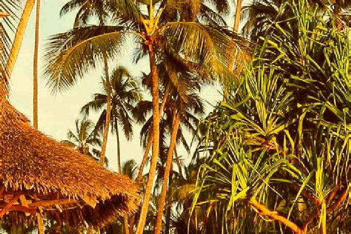 Ava, 36 — Escort in Poli, Tanzania
