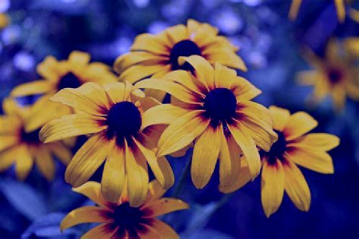 Ava, 39, a black grey-eyed indian companion based in Wuelperode. Offering Duos, Couples, CIM, Striptease. Available for incall and outcall, overnight booking...