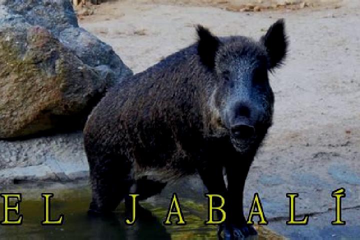 Ava, 39 — Escort in El Jabali, Mexico