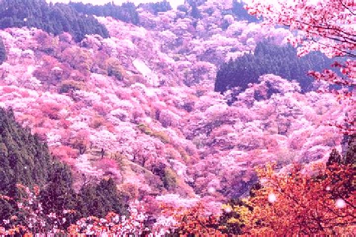 Avery, 20 — Escort in Kita, Japan