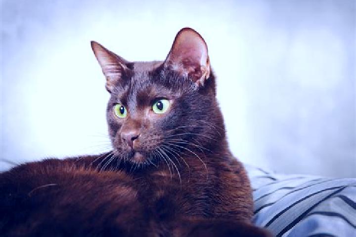 Avery, 27, a black brown-eyed mixed companion based in Bark. Offering Deep French Kissing, Couples, OWO, Roleplay. Available for incall and outcall, day and ...