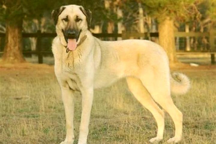 Avery, 30 — Escort in Kangal, Turkey