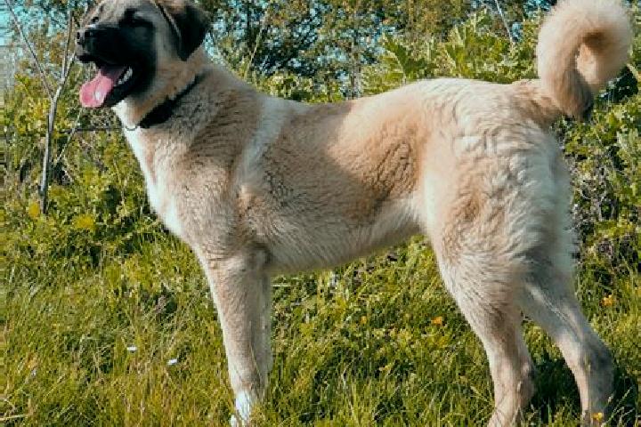 Avery, 35 — Escort in Kangal, Turkey