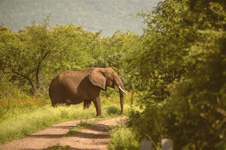 Avery, 37 — Escort in Makuyuni, Tanzania