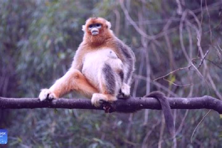 Avery, 37 — Escort in Pingwu County, China