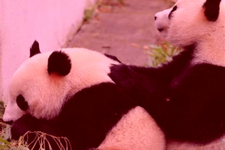 Chloe, 21 — Escort in Heishui, China