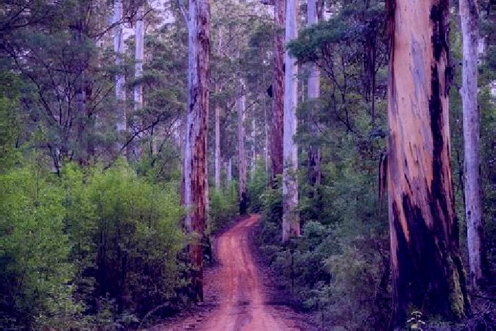 Chloe, 26 — Escort in Pemberton, Australia