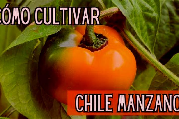 Chloe, 27 — Escort in Joaquin Miguel Gutierrez (El Manzano), Mexico
