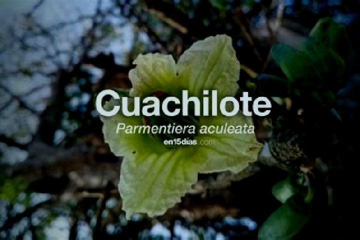 Chloe, 30 — Escort in Aguapinole (Cuapinole), Mexico