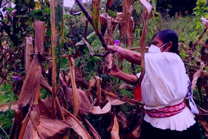 Chloe, 30 — Escort in Paso de la Milpa, Mexico