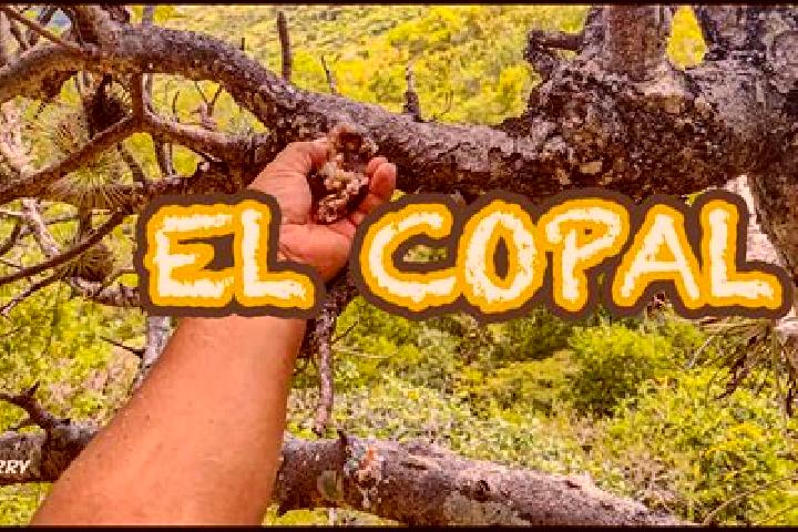 Chloe, 35 — Escort in Naranjito de Copal, Mexico