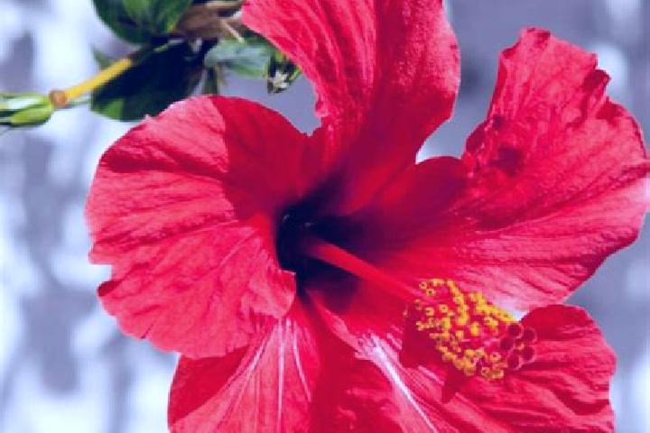 Chloe, 39 — Escort in Tenampulco, Mexico