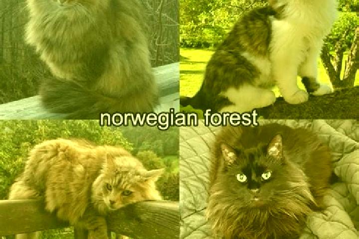 Clara, 22 — Escort in Forset, Norway