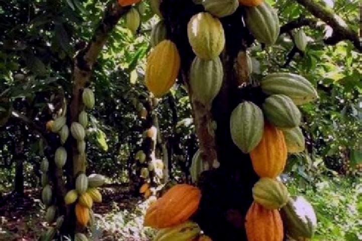 Clara, 27 — Escort in El Cacao, Dominican Republic