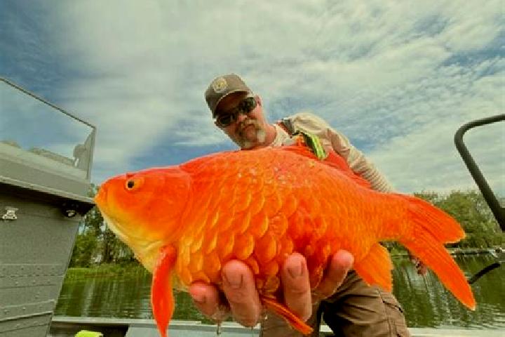 Clara, 30 — Escort in Cornelia, United States