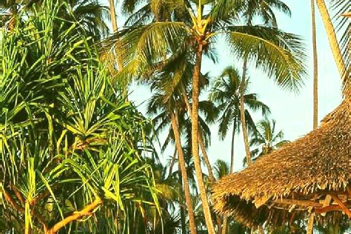 Clara, 32 — Escort in Makungu, Tanzania