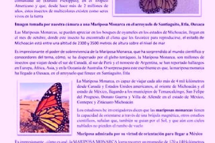 Clara, 34 — Escort in Contepec, Mexico