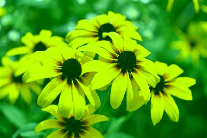 Clara, 35, a black green-eyed caucasian companion based in Silvania. Offering Party Girl, Deep French Kissing, Fetish, CIM, OWO. Available for incall and out...