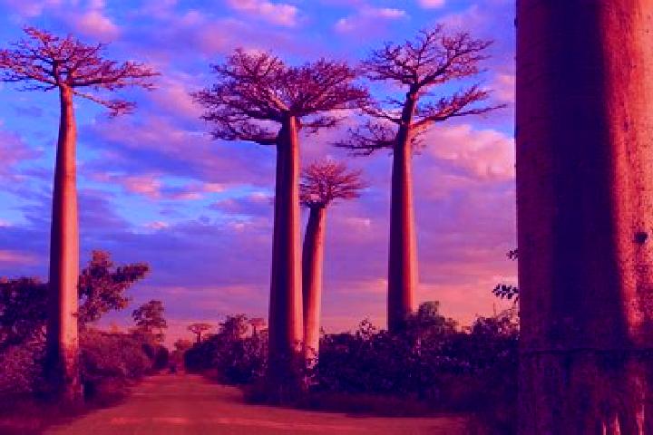 Clara, 35 — Escort in Morondava, Madagascar