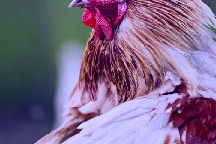 Clara, 36 — Escort in Ciecina, Poland