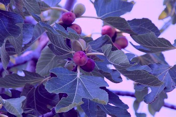 Clara, 36 — Escort in La Higuera, Mexico