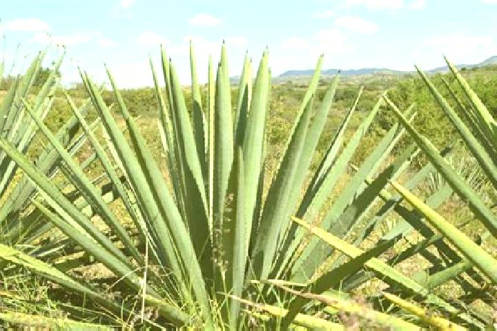 Eleanor, 20 — Escort in Ahueyahualco, Mexico
