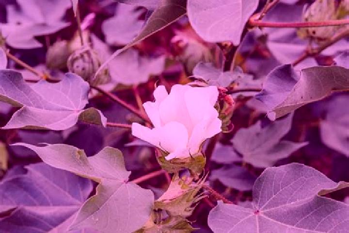 Eleanor, 24 — Escort in Cotton Plant, United States