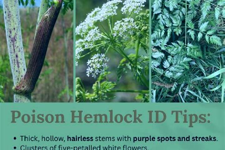 Eleanor, 26 — Escort in Hemlock, United States