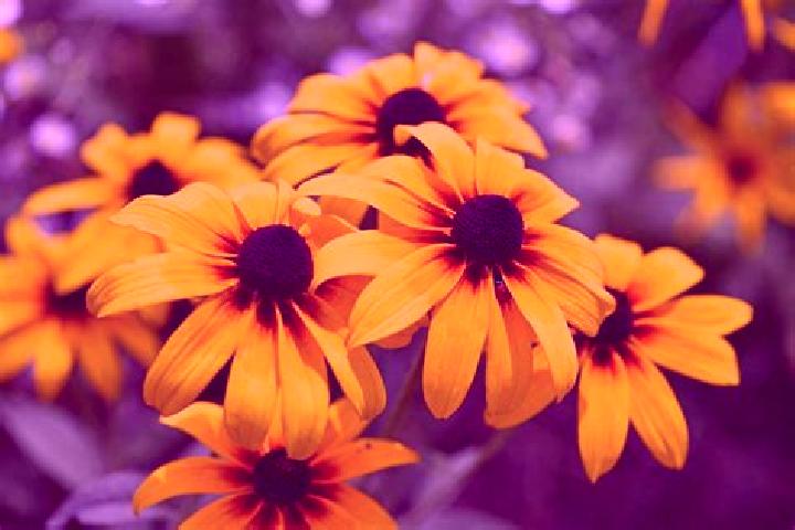 Eleanor, 27, a black dark-eyed asian companion based in Tinghir. Offering Deep French Kissing, A-Level, Couples. Available for incall and outcall, overnight ...