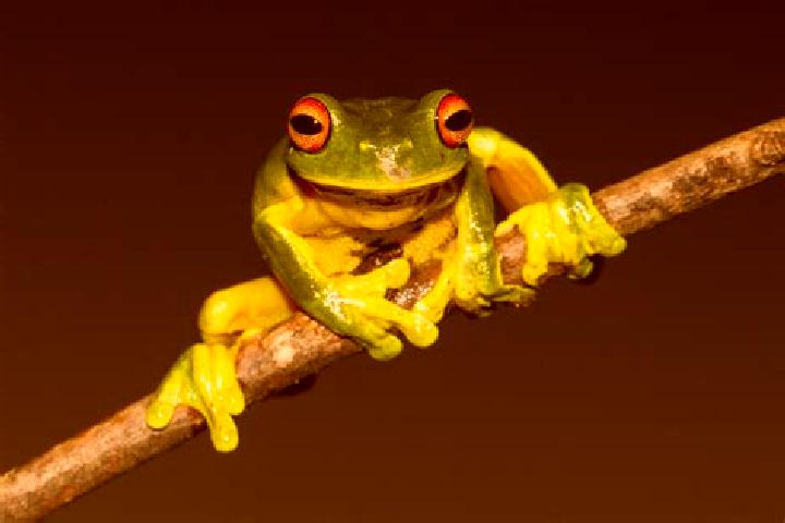 Eleanor, 28, a chestnut green-eyed caribbean companion based in Elven. Offering Fetish, Girlfriend Experience, OWO, Overnight, Striptease. Available for inca...