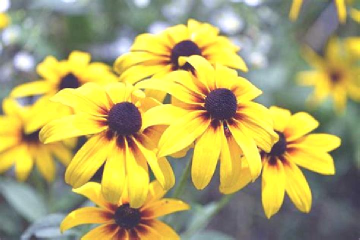 Eleanor, 29, a black dark-eyed mixed companion based in Namakkal. Offering Fetish, Dinner Date, Striptease. Available for incall and outcall, day and evening...