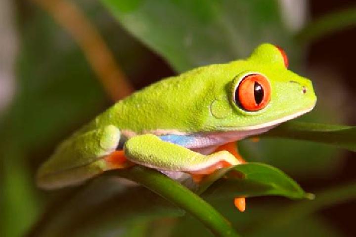 Eleanor, 33, a red green-eyed caribbean companion based in Loberia. Offering OWO, A-Level, Tantra, Striptease, Travel Companion. Available for incall and out...
