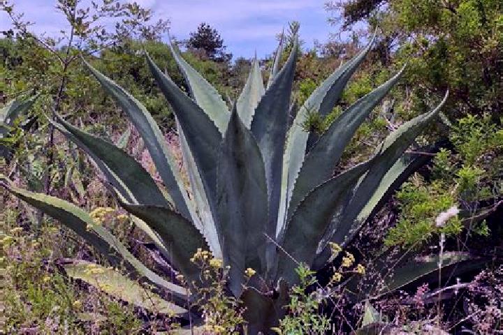 Eleanor, 37 — Escort in Los Magueyitos, Mexico