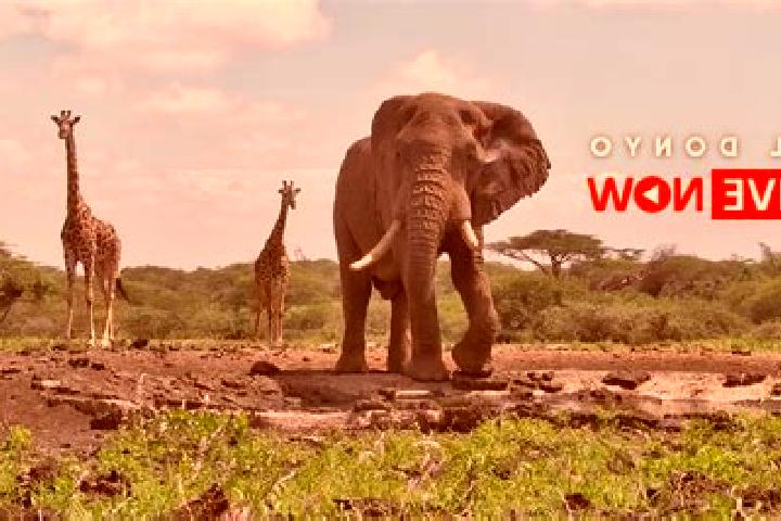 Eleanor, 39 — Escort in Ol Donyo, Kenya