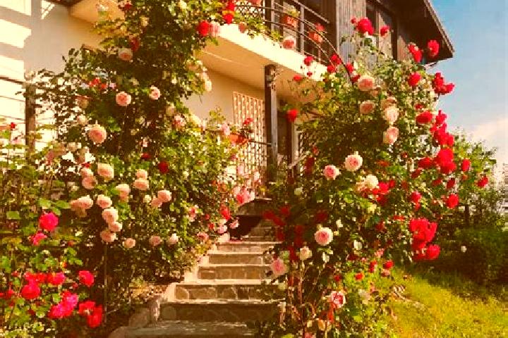 Elizabeth, 23 — Escort in Bratasanca, Romania