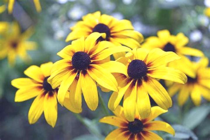 Elizabeth, 32, a black amber-eyed ebony companion based in Milano Marittima. Offering Deep French Kissing, Dinner Date, GFE. Available for incall and outcall...