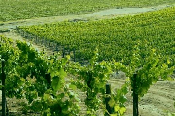 Elizabeth, 32 — Escort in Vineyard, Australia