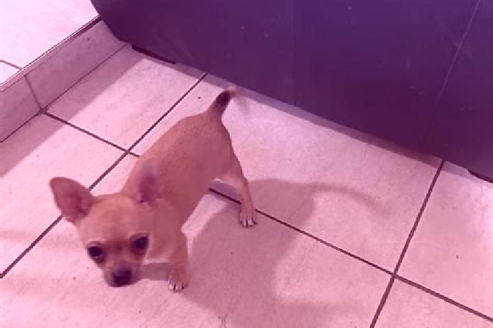 Elizabeth, 35 — Escort in Chihuahua, Mexico