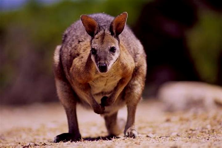 Elizabeth, 37, a auburn grey-eyed middle eastern companion based in Wallabi Point. Offering Overnight, A-Level, Prostate Massage. Available for incall and ou...