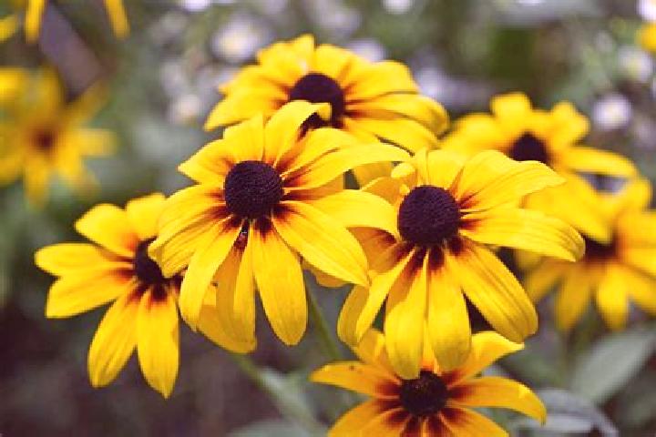 Elizabeth, 37, a black blue-eyed mediterranean companion based in Czarnocin. Offering Prostate Massage, Domination, 69, Girlfriend Experience. Available for ...