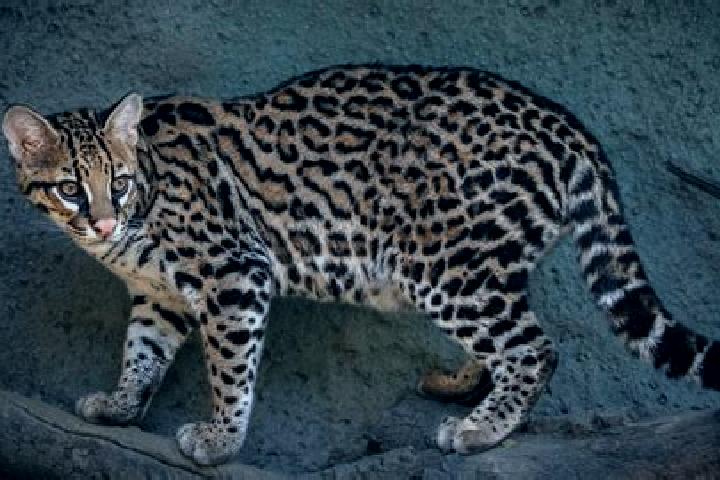 Elizabeth, 37 — Escort in Ocelota, Mexico