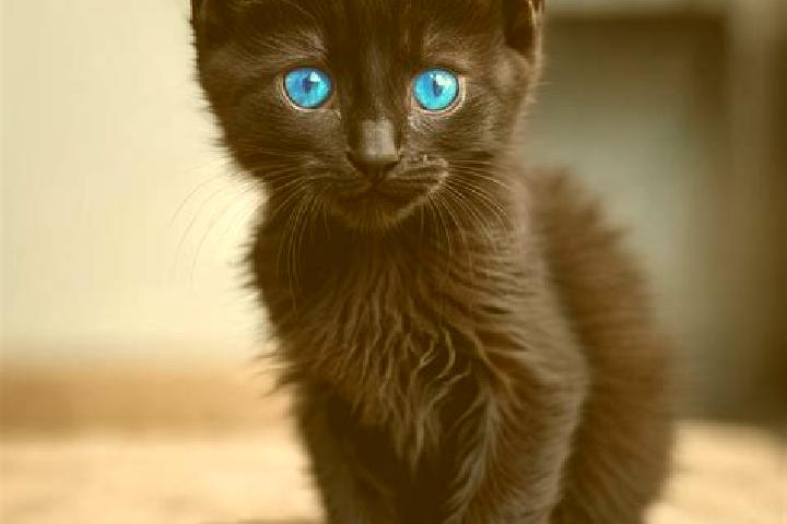 Elizabeth, 38, a black blue-eyed mediterranean companion based in Jorat. Offering Couples, CIM, 69, Erotic Massage, Domination. Available for incall and outc...