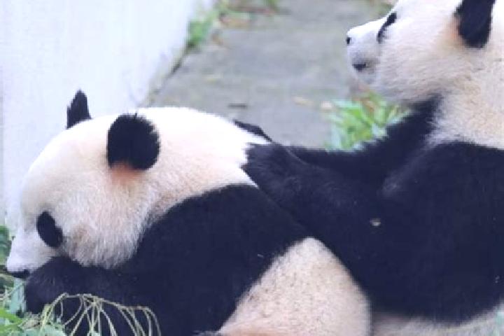 Elizabeth, 38 — Escort in Heishui, China